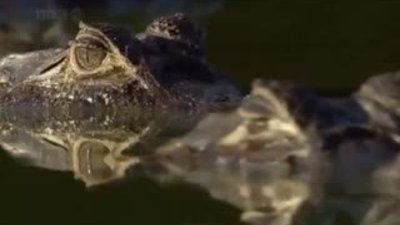 Ramiz Dayı'nın sesinden Cayman Timsahları