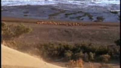 Katil Balinaların avlarını yakalamak için sahile çıkmaları