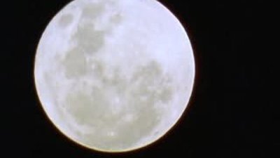 Sırtlanlar ile leoparın av mücadelesi