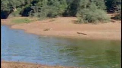 vahşi doğada suya yaklaşmak tehlikedir