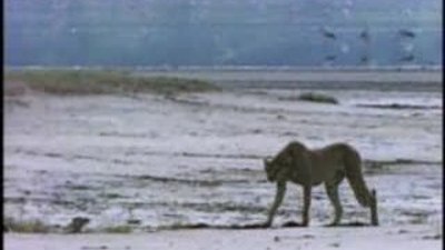 Yavru çitanın av eğitimi