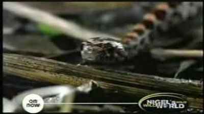 Peygamber Devesi Ve Yılan