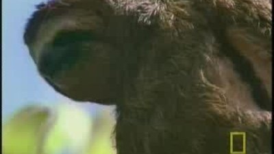 kartal ( sloth ) Tembel Hayvan avında