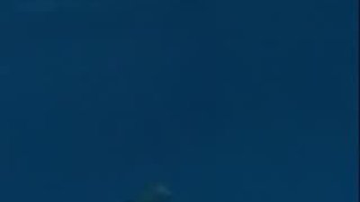 Sevimli Yunusların vahşi yüzü