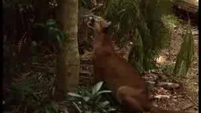 Tembel Hayvanın Panter'e yem olması