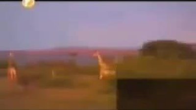 Sivas Kangalları ve Çitalar