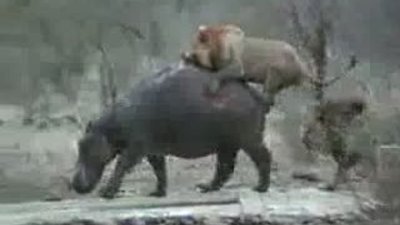 Aslan su aygırına karşı