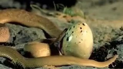 Yılanın yumurtayı yutma anı