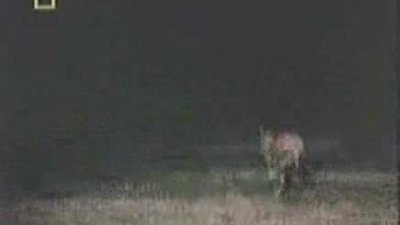 Aslan Ve Sirtlan (belgesel)