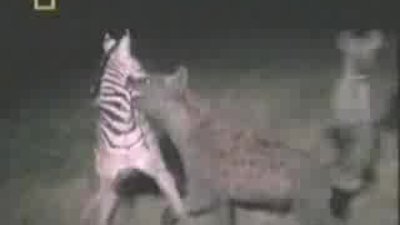 Sırtlan katili Aslan