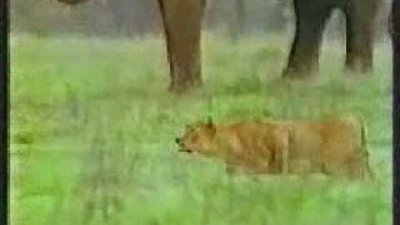 Aslan Ve Anne Buffalo