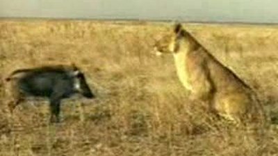 Aslan ve baş belası domuz