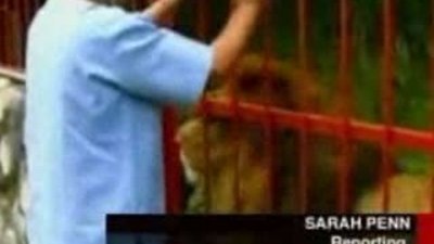 Aslanın bakıcı sevgisi