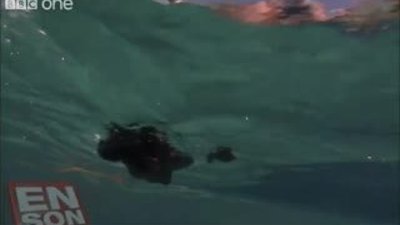 Yerlilerin su altında zıpkınla balık avlaması 