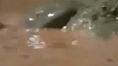 Anne Öküz Kurbağası Belgeseli