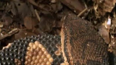 Amazon Nehrinin Dev Yılanları - Türkçe