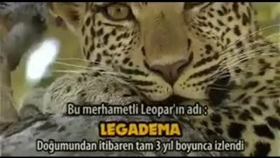 Babun Sürüsü ve Leopar Türkçe