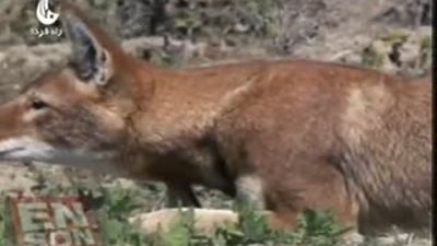 Kurnaz Tilkinin Fare avı