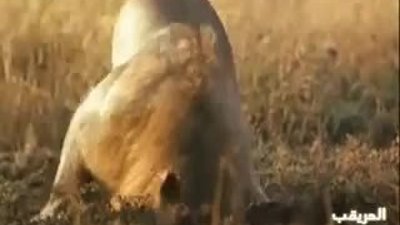 Erkek Aslan Sırtlan yavrularını boğuyor