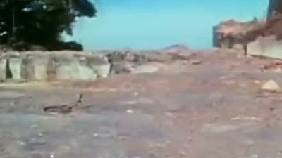 Yavru Leopar ve Kral Cobra