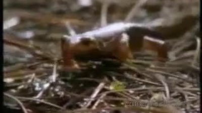 Zehirli Su kertenkelesi