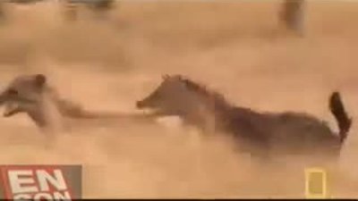 Sırtlanlar canlı bufalonun derisini yüzüp yedi