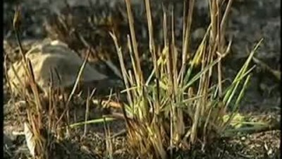 Çita Avladı, Leopar Kaptı Ve Aslan Kovaladı 