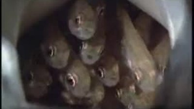 Kara Ağız Balığı