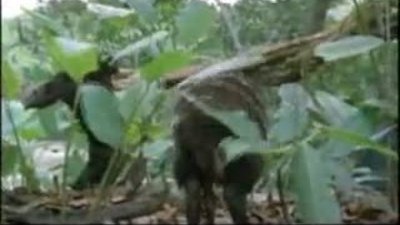 Kartal Su Geyiği avında