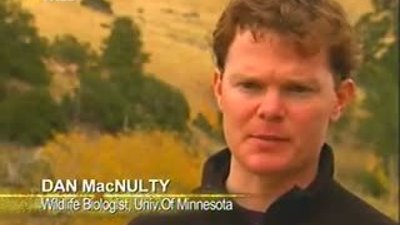 Kurtların Bizon avı Türkçe