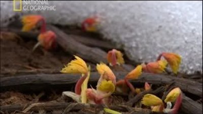 Rusya'da Vahşi Yaşamdan Kesitler 1