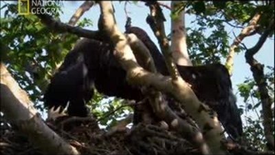 Rusya'da Vahşi Yaşamdan Kesitler 2 Türkçe