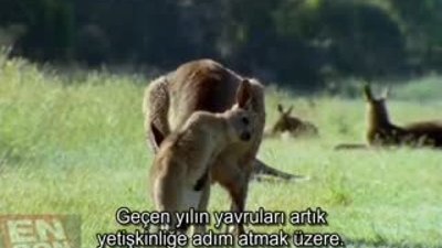 Kanguruların çiftleşme zamanı boks maçı HD
