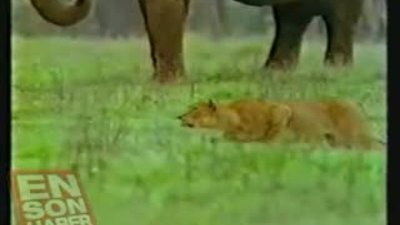 Bufolo yavrusunu aslanın ağzından aldı