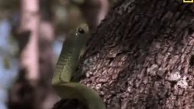 Yılanın Bukalemun avı