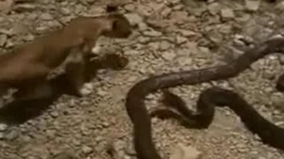 Aslanı Anakondanın ağzından kardeşleri kurtardı