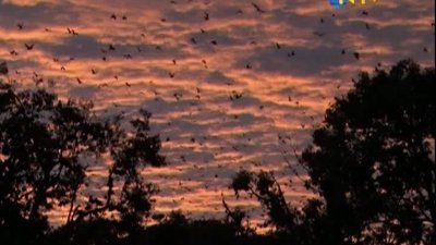 Saman Renkli Meyve Yarasaları 