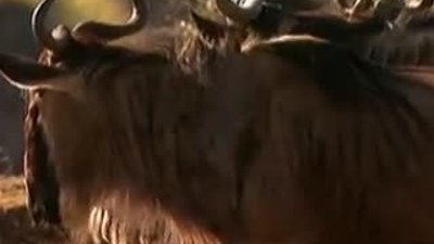 Göç ve Timsah Saldırıları