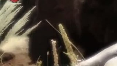 Kurdun Savaş Alanı 2 Türkçe