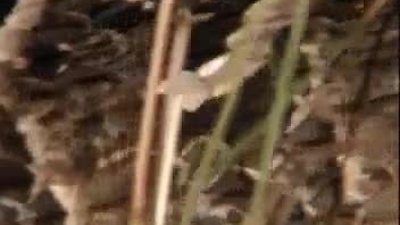 Afrikanın ölüm makinaları 2.Bölüm