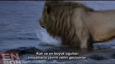 Dişi aslanlar erkek aslanları böyle püskürttü