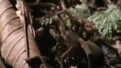 Amazonun Zehirli Hayvanları 2.Bölüm Türkçe