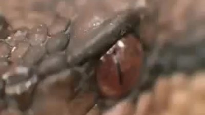 Amazonun Zehirli Hayvanları 4.Bölüm Türkçe