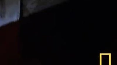 Jaguar Timsah avında