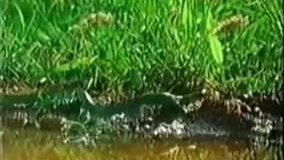 Öküz Kurbağasının yılan avı