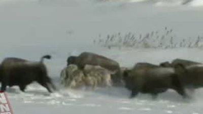 Bizon arkadaşını kurtlara yem etti