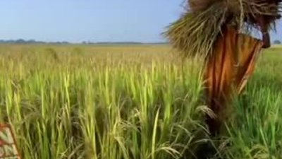 Kuşları ve yavrularını diri diri yaktılar