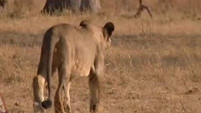 Aslanlar manda yavrusunu diri diri parçaladı 