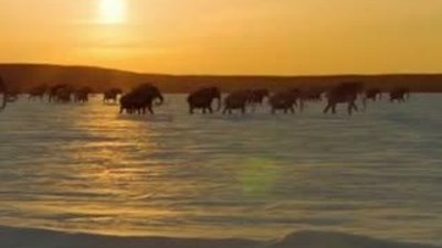 BBC - Mamutlara Yolculuk - Bölüm 2