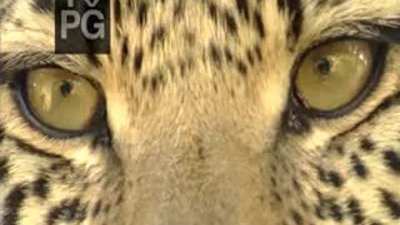 Leoparın Gözleri (1/8)